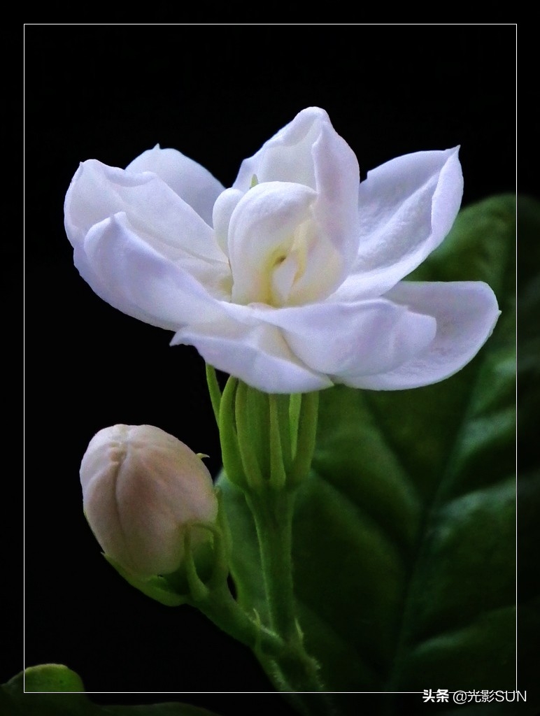 茉莉的花香对人有害吗_茉莉花香对人体有害处吗_茉莉花香对人体有什么影响