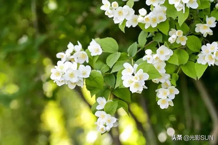 茉莉花香对人体有什么影响_茉莉花香对人体有害处吗_茉莉的花香对人有害吗