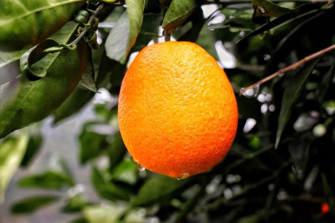 橙子凉性还是热性水果_橙子是热性还是凉性_橙子热还是凉性
