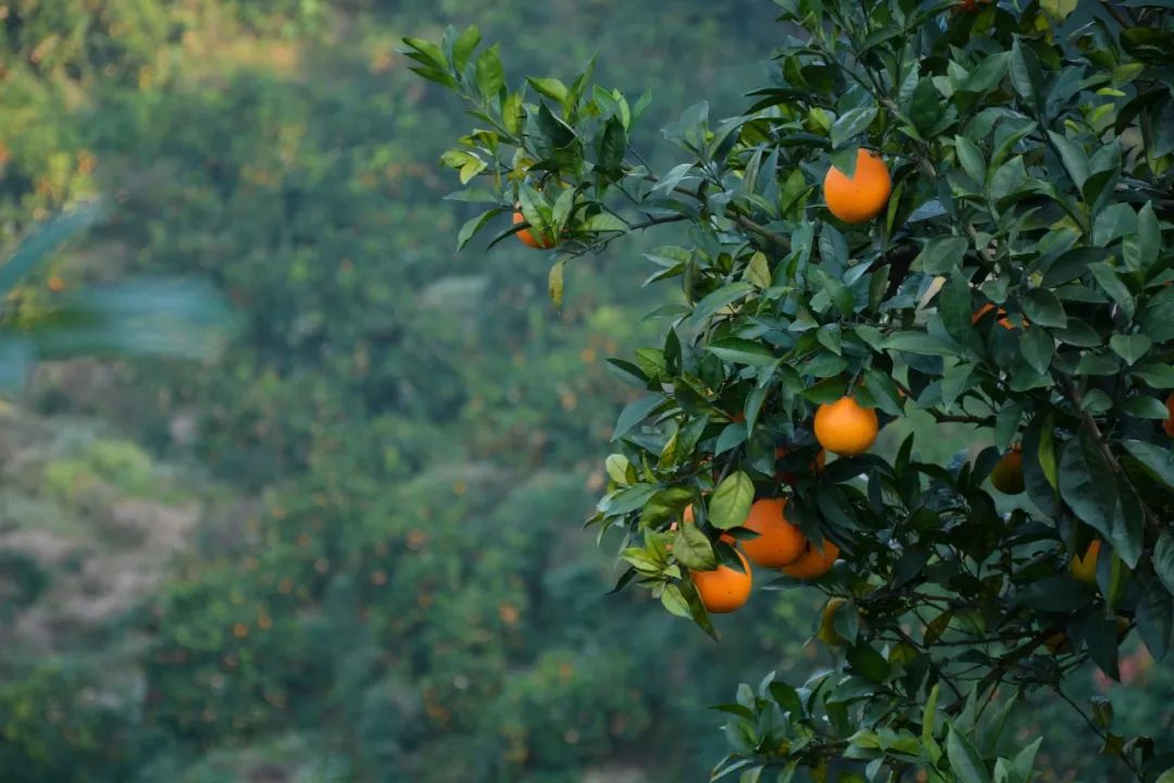 橙子是热性还是凉性_橙子凉性还是热性水果_橙子热还是凉性