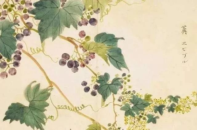 中原种植的葡萄始于什么时代_中国中原时期种植葡萄始于_始于中原种植葡萄时代是哪一年