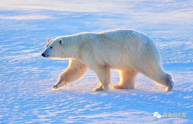 南极的北极熊长什么样_南极北极熊生存状况_南极有北极熊吗?