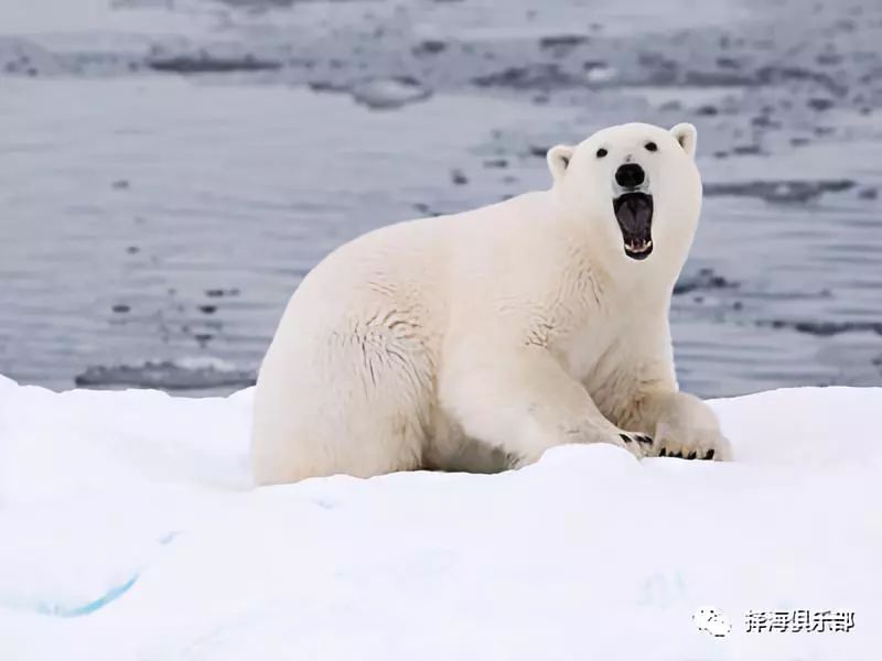 南极有北极熊吗?_南极的北极熊长什么样_南极北极熊生存状况