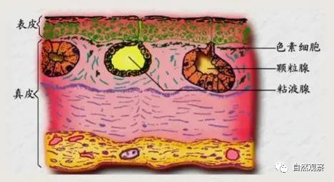 常见50种两栖动物_常见动物两栖种类有哪些_常见动物两栖种类