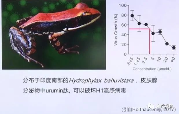 常见动物两栖种类_常见50种两栖动物_常见动物两栖种类有哪些