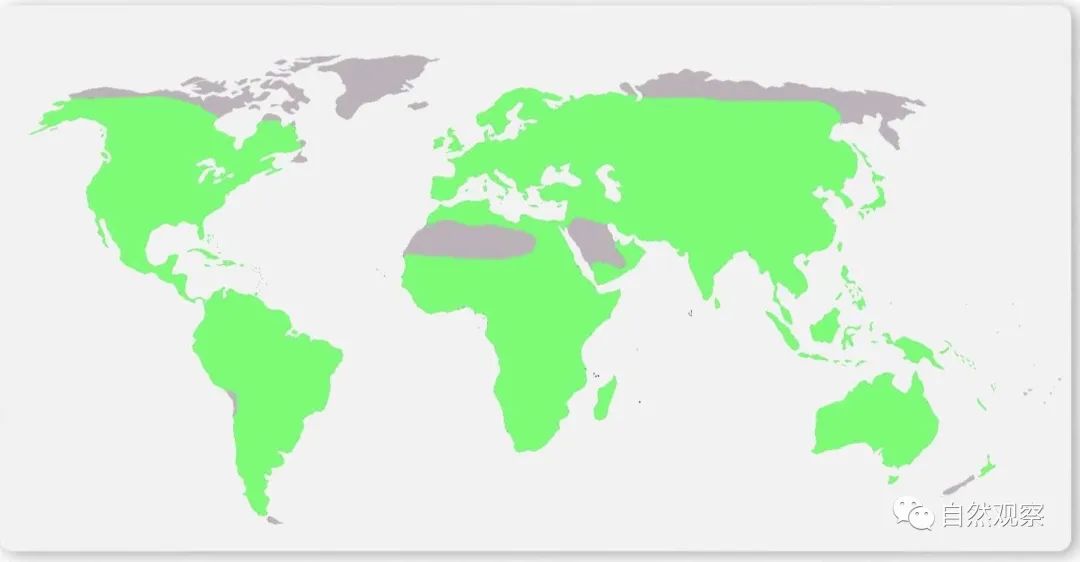 常见动物两栖种类有哪些_常见50种两栖动物_常见动物两栖种类