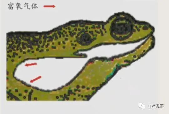 常见动物两栖种类_常见50种两栖动物_常见动物两栖种类有哪些