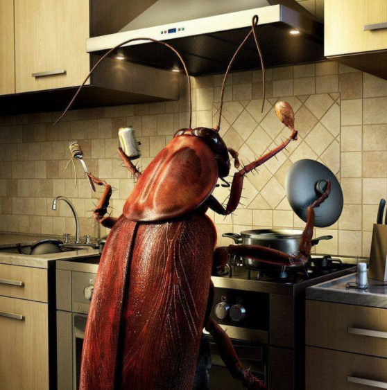 蟑螂吃蟑螂尸体_养什么动物可以吃蟑螂_什么动物吃蟑螂