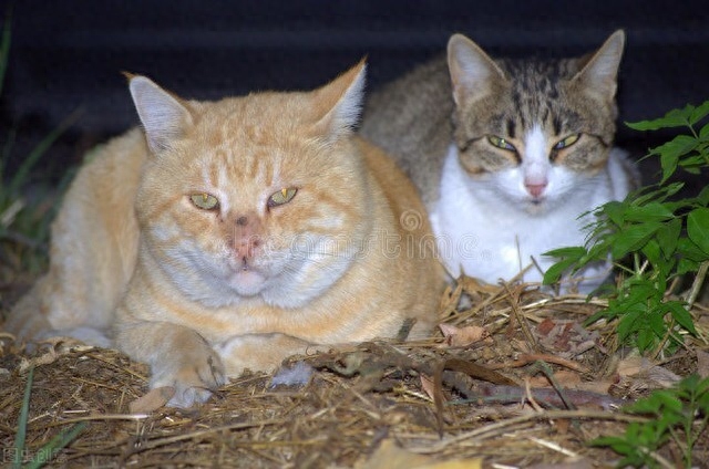 半夜原因猫咪嗷嗷叫是什么意思_猫咪半夜嗷嗷叫是什么原因_半夜原因猫咪嗷嗷叫是为什么