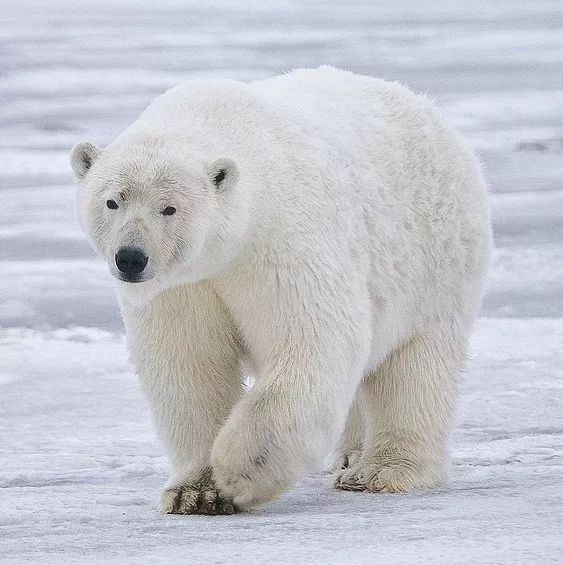 企鹅南极北极熊北极_企鹅在南极还是北极?_企鹅南极北极脑筋急转弯