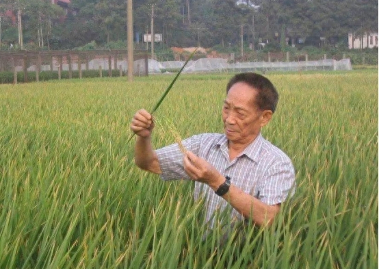 袁隆平突出贡献_袁隆平的贡献是什么_贡献袁隆平是病句吗