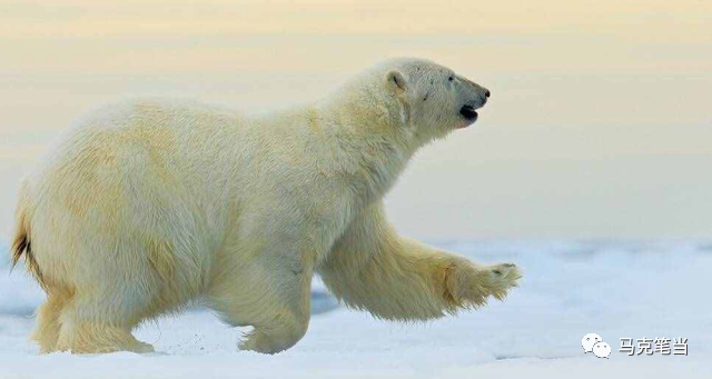 北极熊颜色是无色吗_北极熊是什么颜色的_北极熊颜色是拟态吗