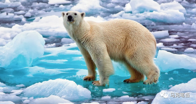 北极熊是什么颜色的_北极熊颜色是无色吗_北极熊颜色是拟态吗