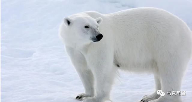 北极熊是什么颜色的_北极熊颜色是拟态吗_北极熊颜色是无色吗