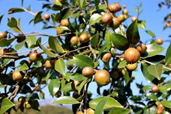 茶油怎样食用_食用正确茶油方法是什么_茶油的正确食用方法