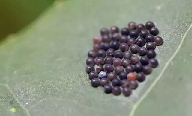 害虫益虫图片和名字_蛞蝓是害虫还是益虫_益虫跟害虫的界定