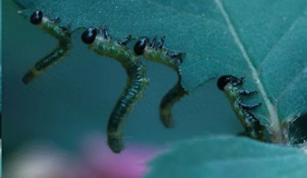 益虫跟害虫的界定_害虫益虫图片和名字_蛞蝓是害虫还是益虫