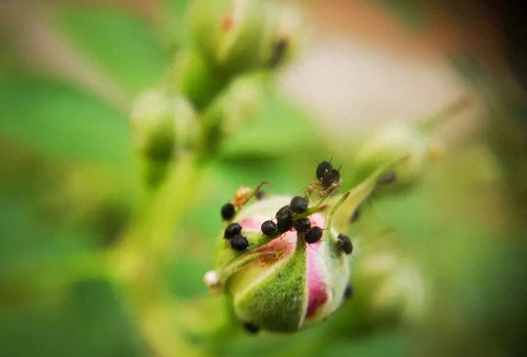 益虫跟害虫的界定_害虫益虫图片和名字_蛞蝓是害虫还是益虫