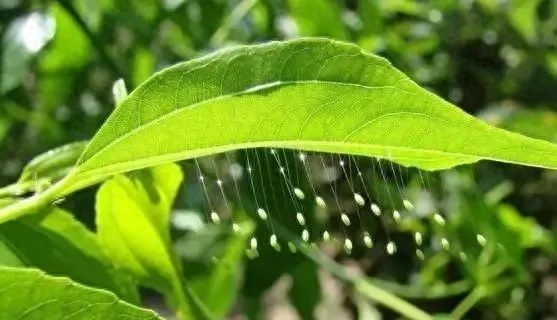 益虫跟害虫的界定_害虫益虫图片和名字_蛞蝓是害虫还是益虫