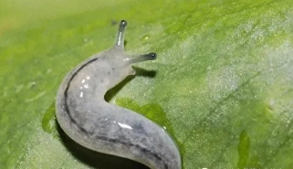 蛞蝓是害虫还是益虫_害虫益虫图片和名字_益虫跟害虫的界定