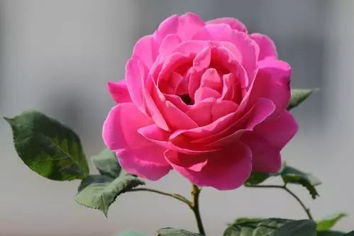 玫瑰花能不能养在家里_玫瑰花能养家里吗_家里为什么不能养玫瑰花