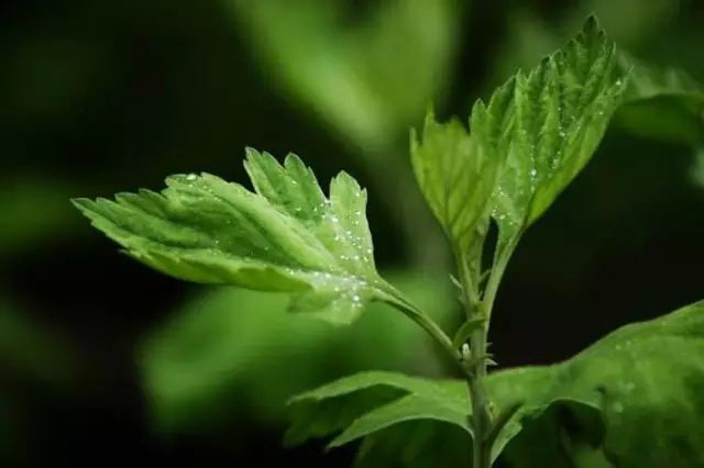 芦蒿要过水吗_芦蒿要不要焯水_芦蒿需要用开水烫吗