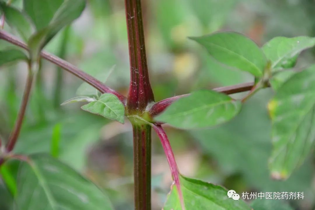 牛板肠是牛的哪个部位_牛宝是牛的哪个部位_牛黄是牛的哪个部位的