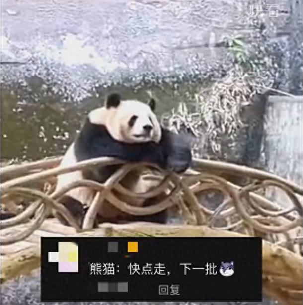 大熊猫降危_大熊猫被降为二级保护动物_熊猫保护级别降级有什么影响