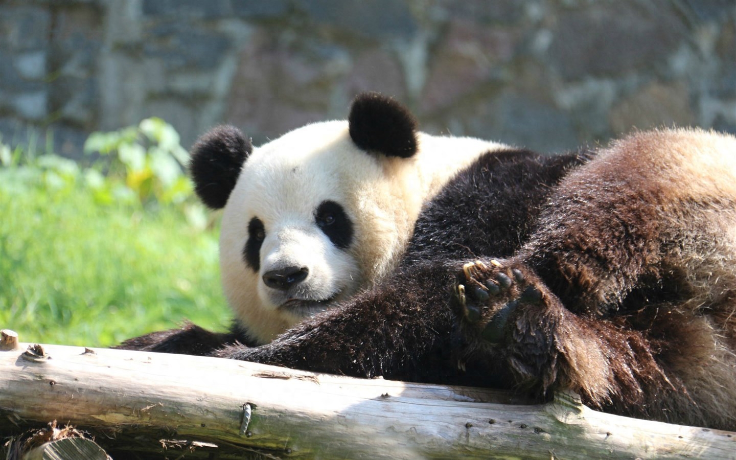 大熊猫降危_熊猫保护级别降级有什么影响_大熊猫被降为二级保护动物