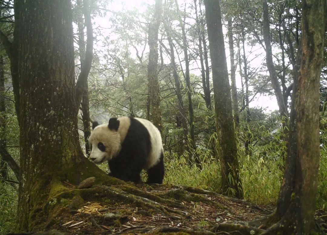 熊猫保护级别降级有什么影响_大熊猫被降为二级保护动物_大熊猫降危