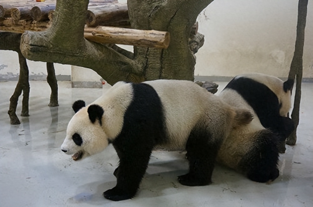 大熊猫被降为二级保护动物_大熊猫降危_熊猫保护级别降级有什么影响