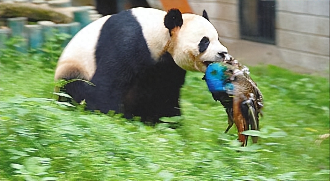 大熊猫降危_熊猫保护级别降级有什么影响_大熊猫被降为二级保护动物