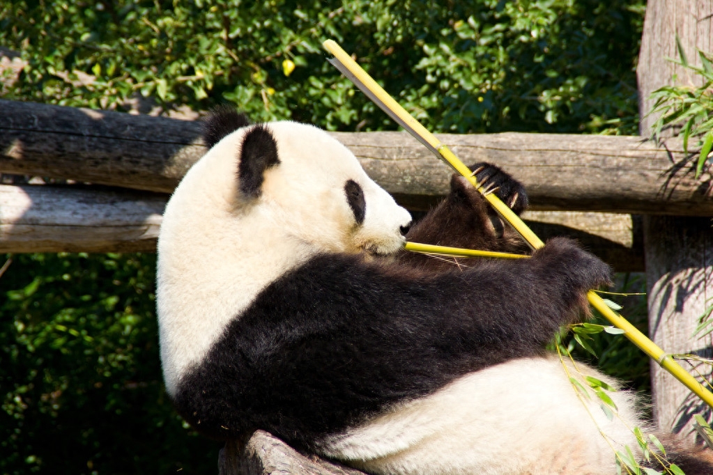 大熊猫保护降级_大熊猫被降为二级保护动物_大熊猫降危