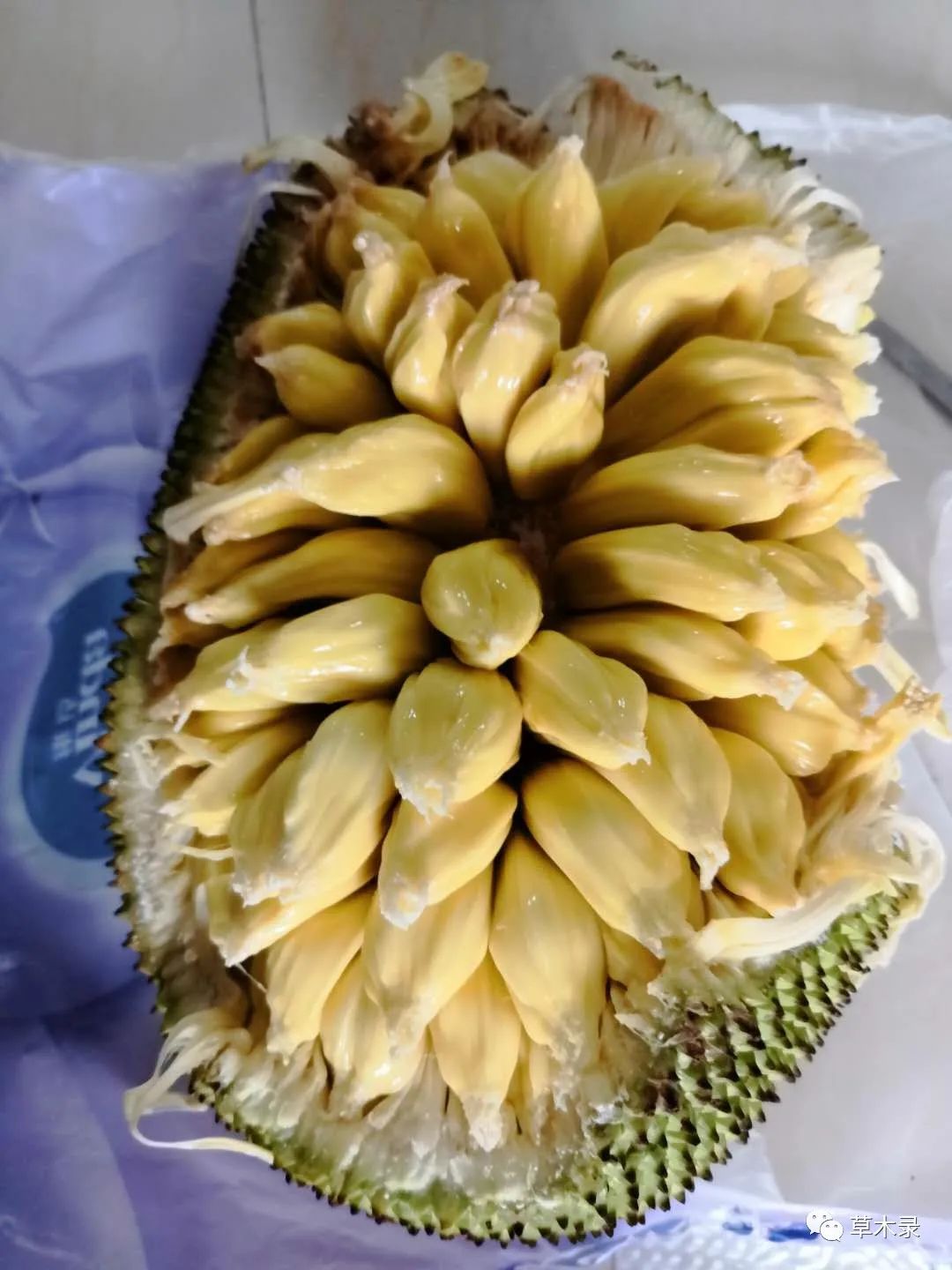 菠萝蜜粘液怎么洗掉_菠萝菠萝蜜菠萝菠萝1_菠萝蜜的籽可以吃吗有什么功效